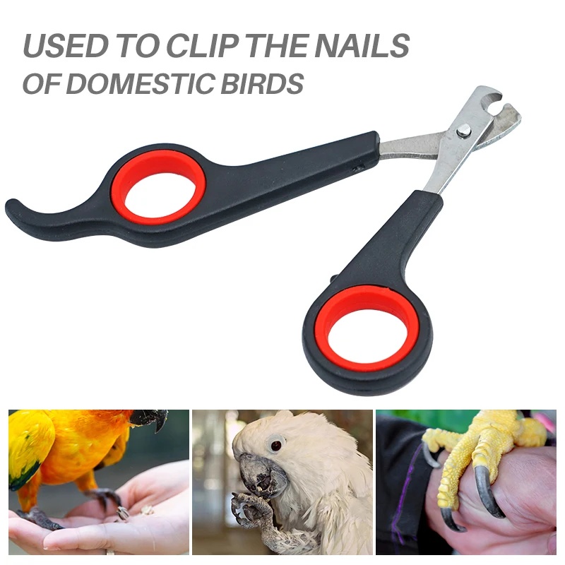 12cm Pet Parrot Nail Scissor D - Dog Grooming Clippers 评论和价格